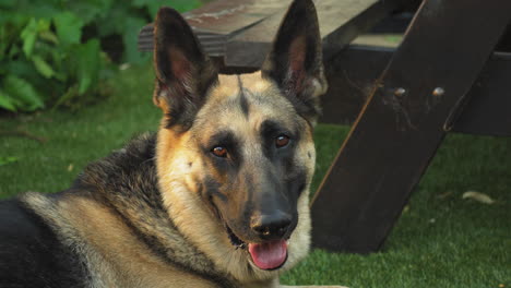 german shepherd lying down turns and looking at camera, static shot