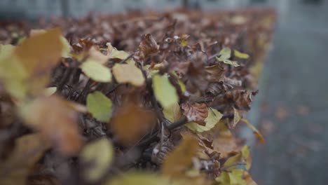 a shallow focus on dry autumn leaves on a bush