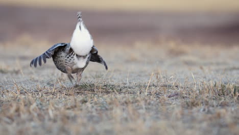 pájaro macho de urogallo de cola afilada bailando y actuando, lekking, primer plano