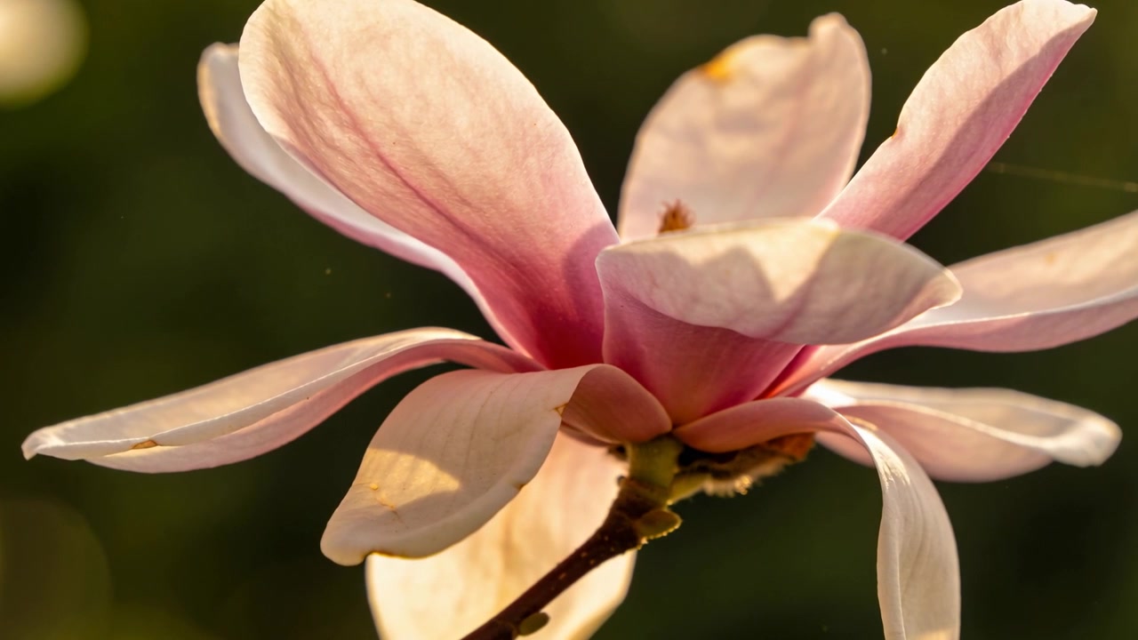 Un fiore di magnolia rosa ondeggiante che si piega sullo stelo in un parco, mostrando un bocciolo, con i petali setosi che rispondono alla brezza e al sole.