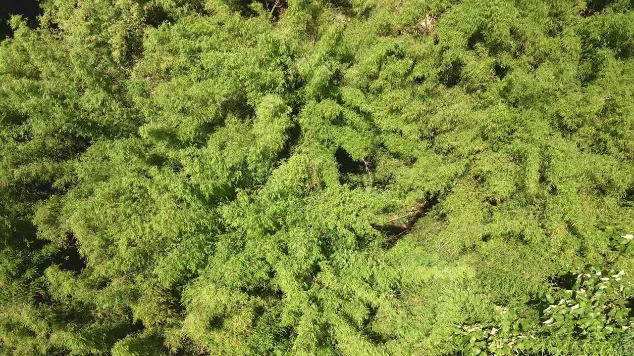 aerial top down view of bamboo plants swaying in the wind