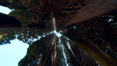 looking up at tall trees