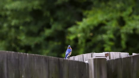 östliches-Bluebird-Männchen,-Das-Auf-Einem-Holzzaun-Hockt