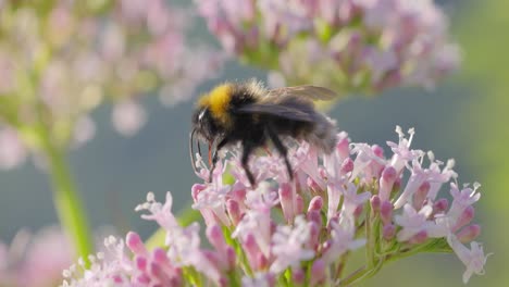 bumblebee collects flower nectar at sunny day. bumble bee in macro shot in slow motion.