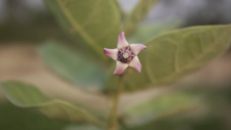 Kronenblume-Oder-Calotropis-Gigantea-Im-Garten