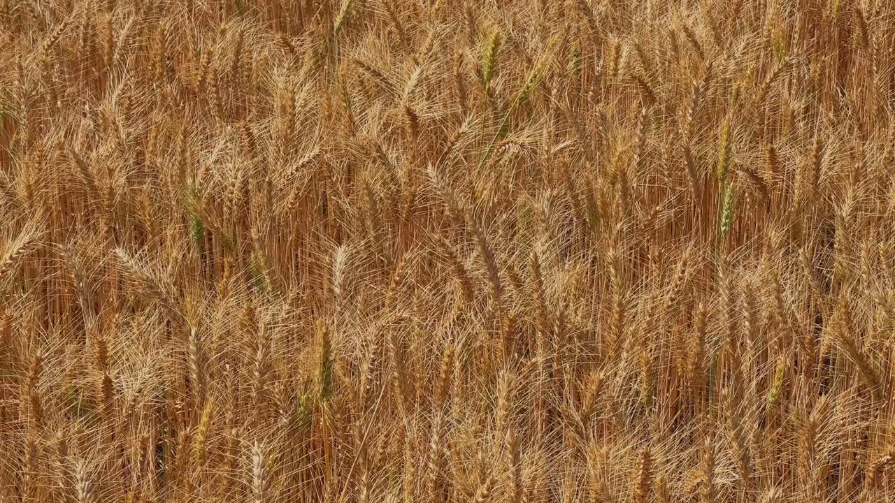 Primo piano di grano dorato maturo che ondeggia dolcemente nella brezza, con spighe fitte e una ricca consistenza, sotto la luce naturale, che ne cattura la piena maturazione e la prontezza per la raccolta nel campo.