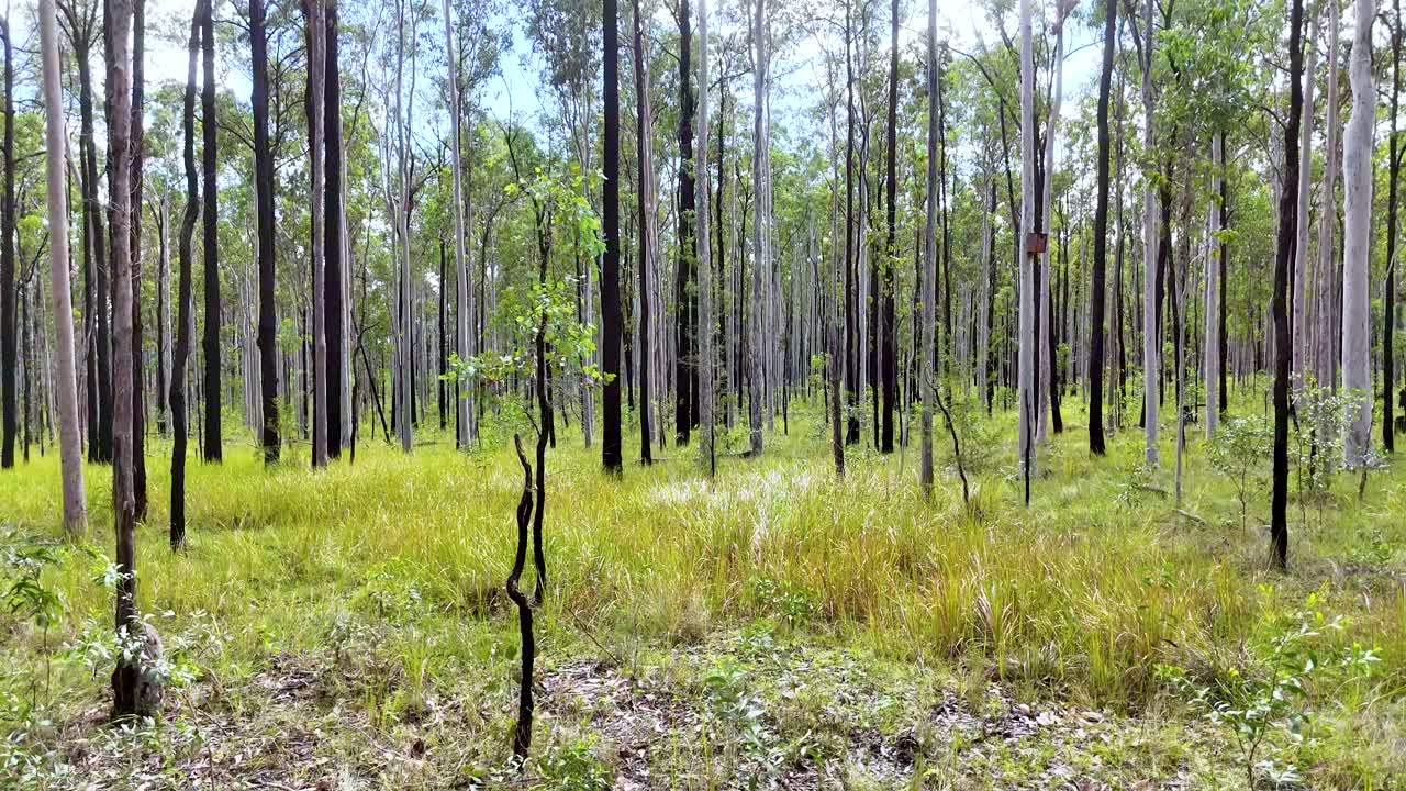 Camera glides smoothly through a bright eucalyptus woodland in Coffs Harbour, Australia, revealing tall trees, grassy undergrowth, and dappled sunlight