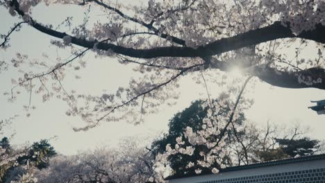el sol brilla a través de las ramas en flor de los cerezos en kanazawa, japón