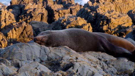 Close-up-of-fur-seal-relaxing-and-basking-in-sun-on-rocky-coastline-of-Red-Rocks-in-Wellington,-New-Zealand-Aotearoa