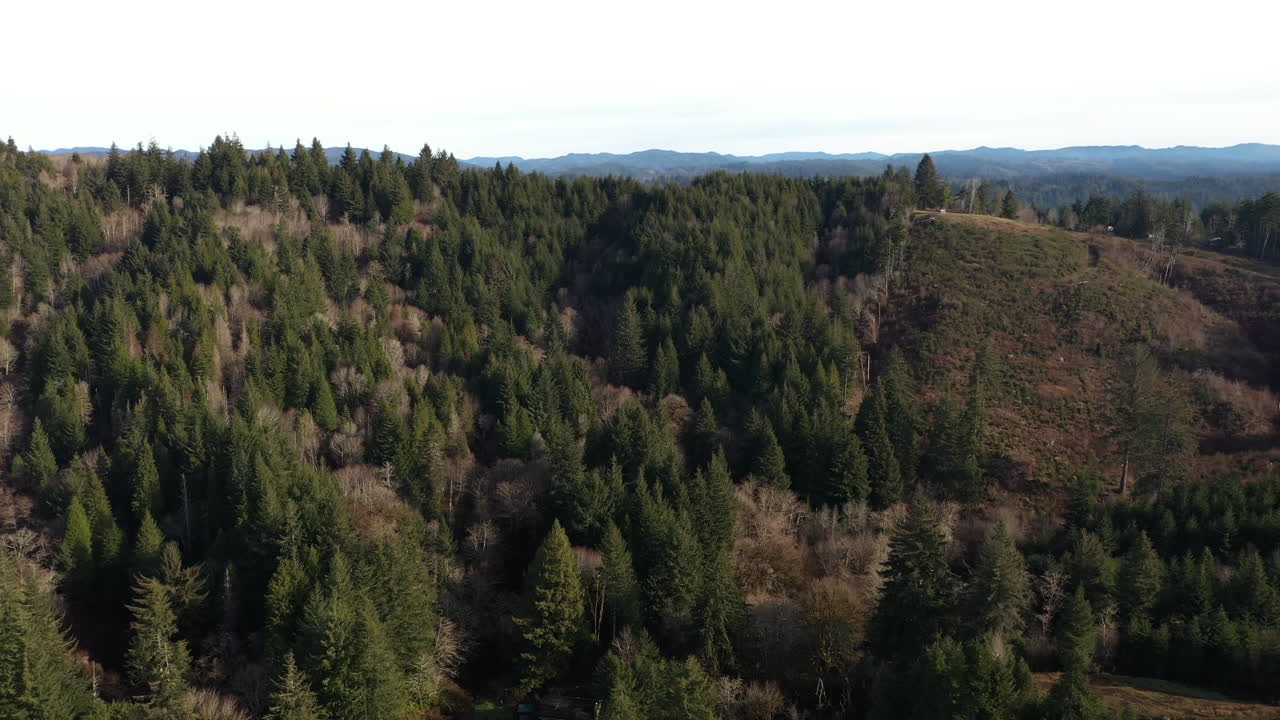Veduta aerea su fitte montagne di foreste di conifere in Oregon.