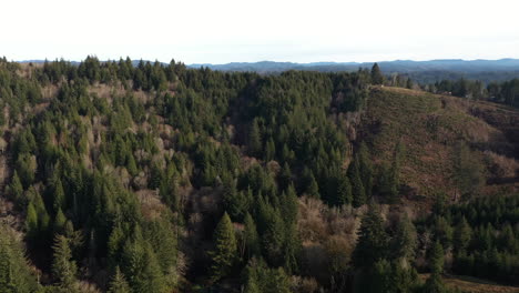 aerial over dense coniferous forest mountains in oregon