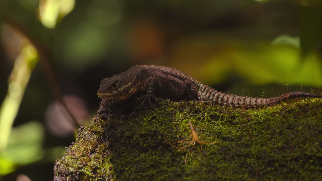 In the heart of Peru’s Amazon, a Thornytail lizard warms itself on a moss-covered log in the morning.