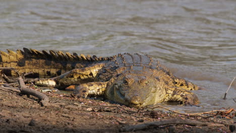 el cocodrilo gigante carnívoro del nilo en los hábitats de las orillas de los ríos