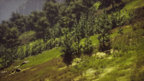 Bosque-De-Otoño-En-Verdes-Colinas-Rocosas