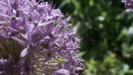 Miel-De-Abeja-Volando-Alrededor-De-Flores-Moradas-Allium-Estrella-De-Persia-En-Cámara-Lenta