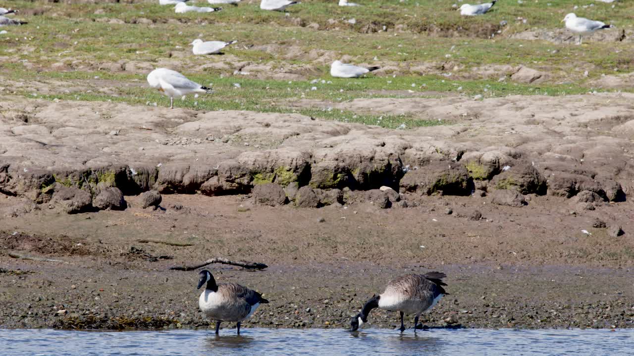 Canada geese and gulls forage on a sunlit estuary shore, static camera, natural daylight