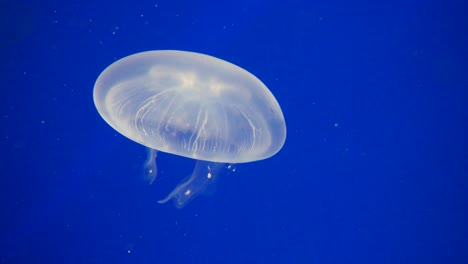 Close-up-shot-of-slowly-floating-Jellyfish-swimming-underwater-in-deep-ocean-lighting-by-sun