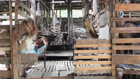 goats in a wooden farm barn