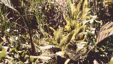 sun shining into tropical forest