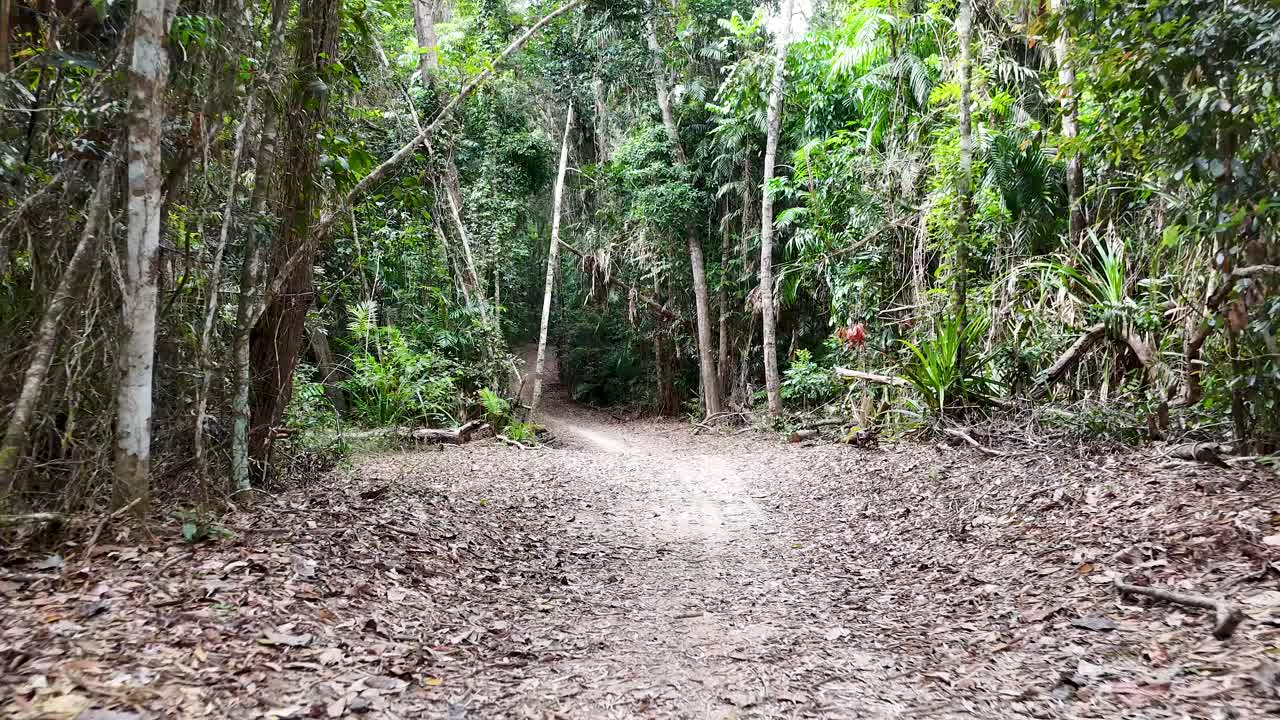 Camera moves steadily along forest path, capturing lush greenery and filtered daylight in rainforest