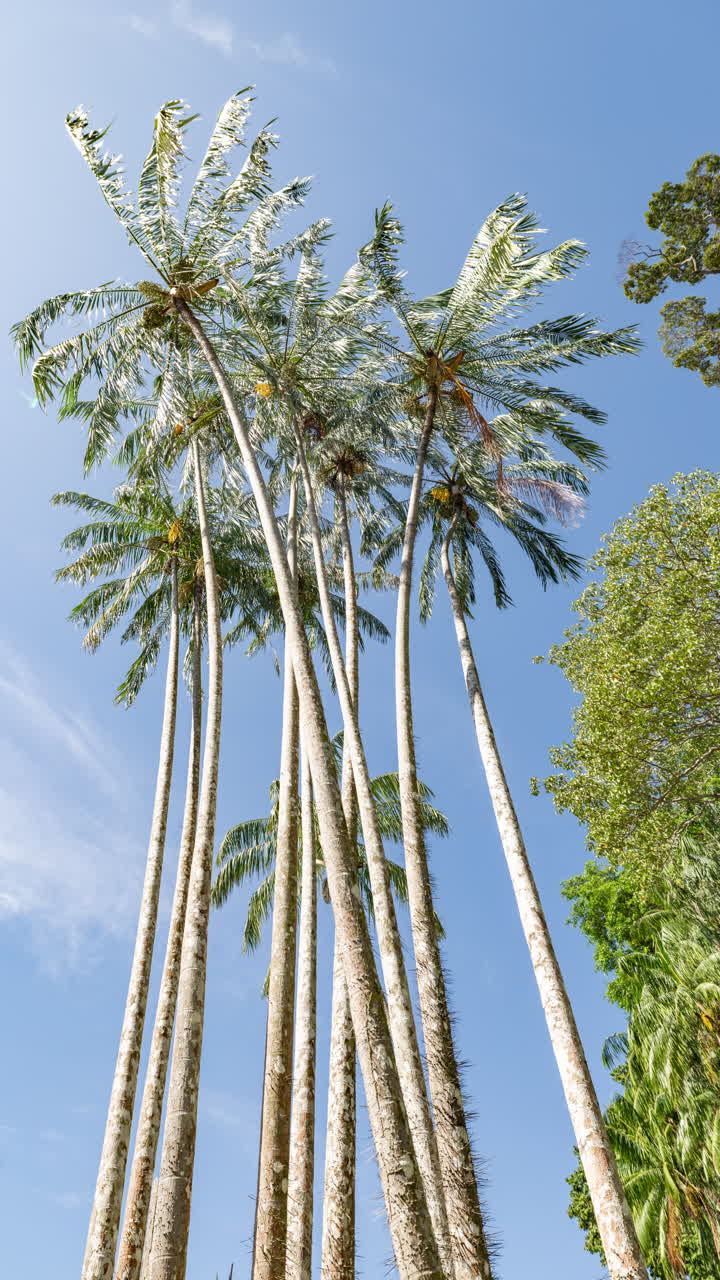 palm trees and tropical rainforest in vertical