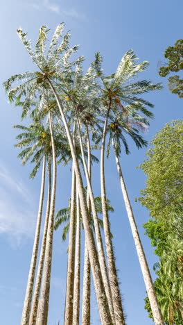 palm trees and tropical rainforest in vertical