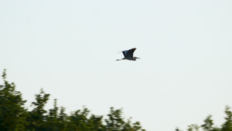 a heron flying above trees with a clear sky background, captured during a serene evening flight over a natural landscape