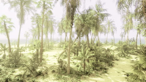 tropical scene with palm trees and lush greenery by the ocean