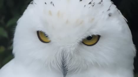 close up of the head of a snowy owl also known as the polar owl, the white owl and the arctic owl