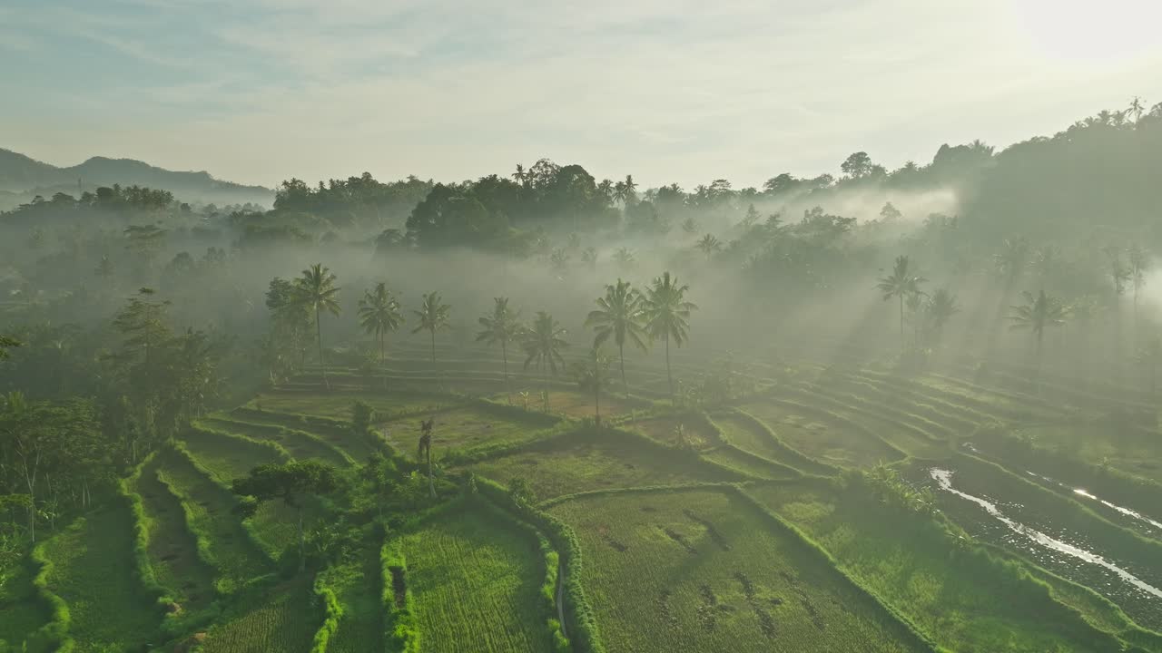 amanecer brumoso con rayos de luz solar sobre los campos de arroz del campo tropical