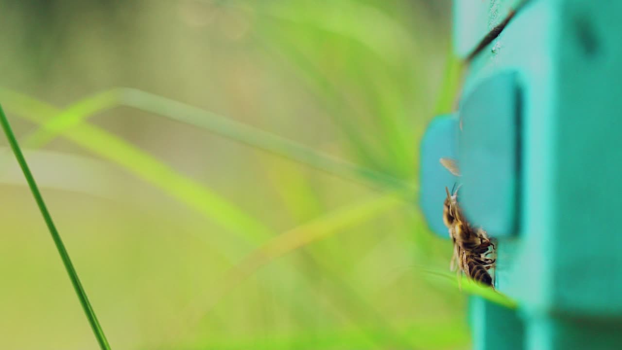 Busy bees flying into the entrance of a wooden hive on the blurred background. Close up of insects which carry pollen and honey near the beehive. Apiary concept