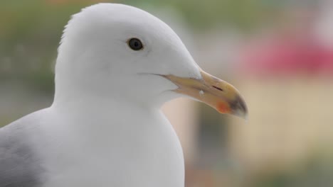 close-up of a seagull