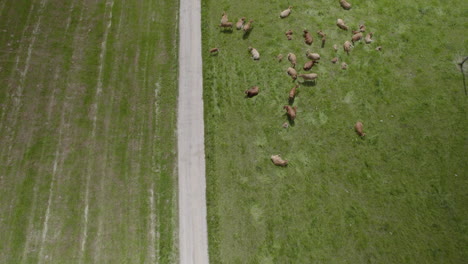 aerial view of green farmland in countryside, rural agricultural scene of herd of cows grazing in farm field next to a road trail route