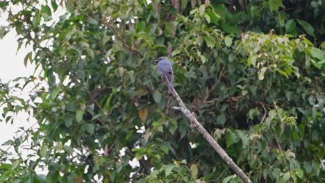 Encaramado-En-La-Parte-Superior-De-Una-Rama-Rota-Y-Luego-Se-Va-Volando,-Ceniciento-Drongo-Dicrurus-Leucophaeus,-Parque-Nacional-Khao-Yai,-Tailandia