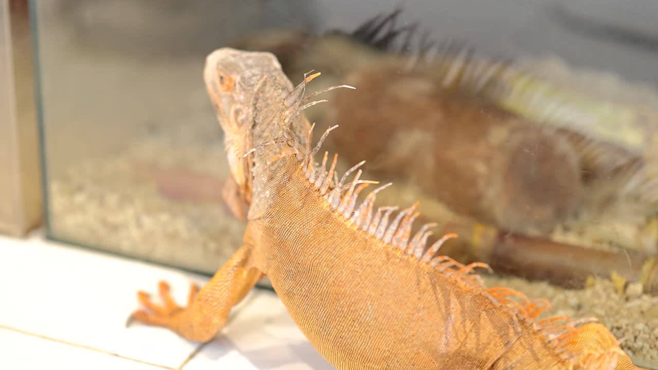 A golden iguana moves inside a glass enclosure with bright lighting, showcasing its vibrant scales and curious behavior