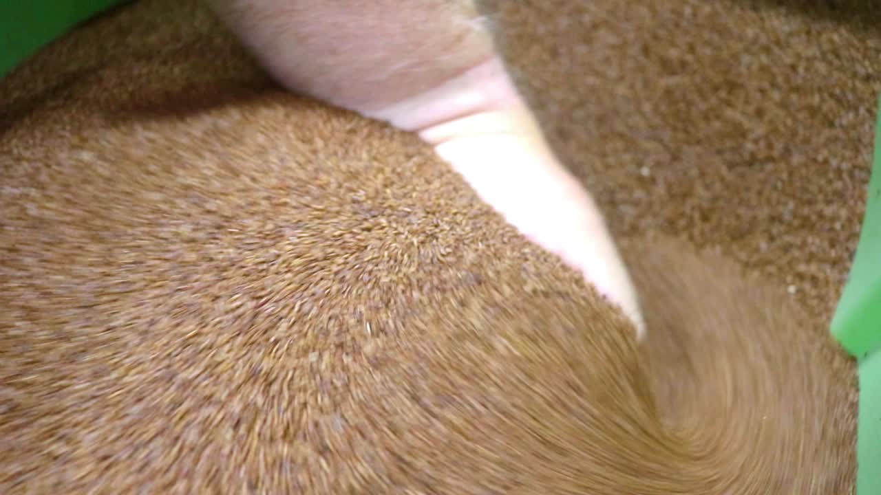 덮개작물을 위한 갈색 겨자씨는 침식, 토양 비옥도, 잡초 및 해충을 관리합니다.