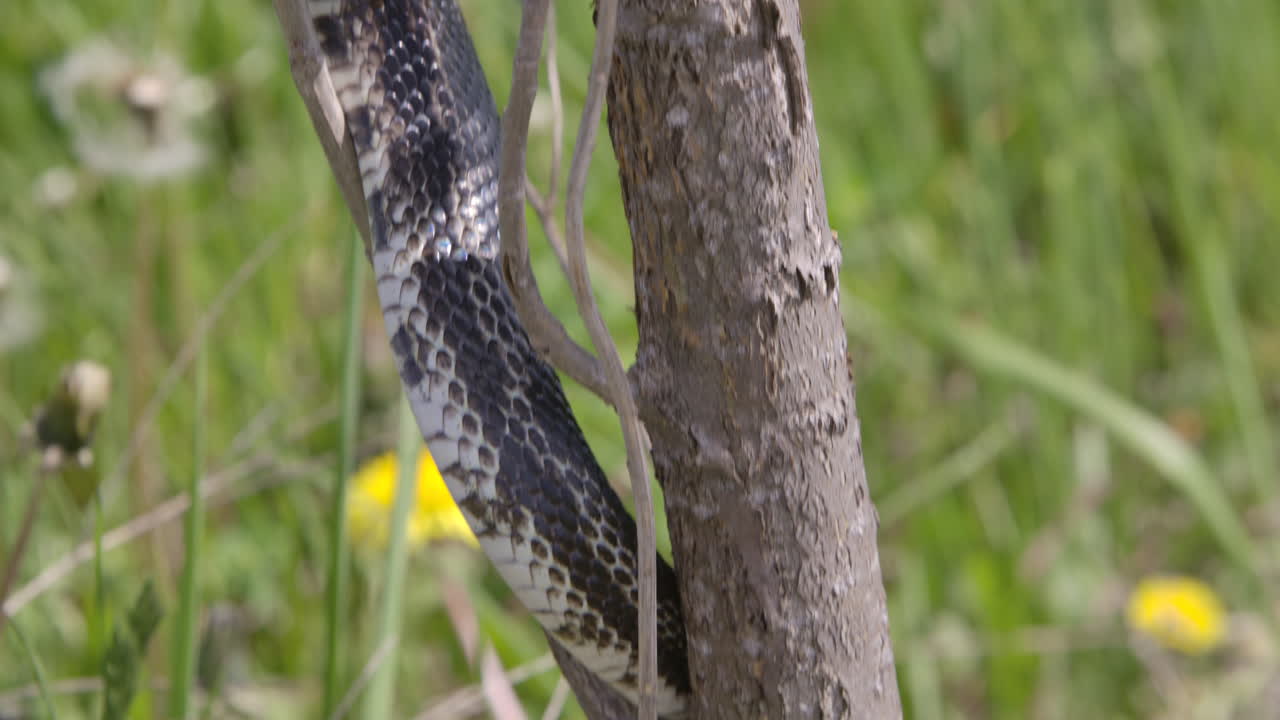 serpiente rata negra cazando en un árbol