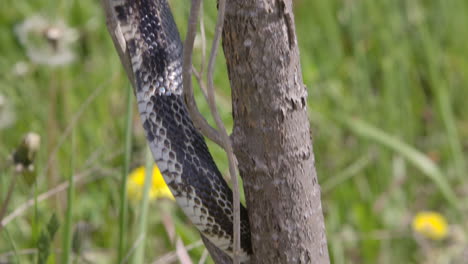 Serpiente-Rata-Negra-Cazando-En-Un-árbol