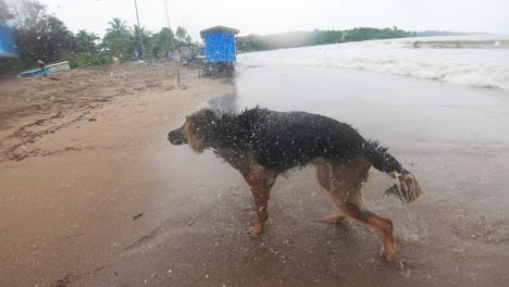 Perro-Pastor-Alemán-Bañándose-En-La-Playa-Mojada