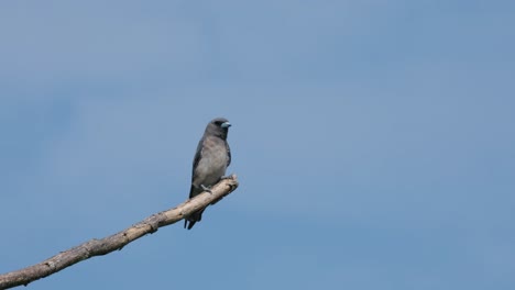 perched on a branch extended out in the open as it looks around facing the camera, ashy woodswallow artamus fuscus, thailand