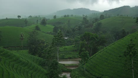 long coc tea hills valley vietnam misty rainy weather southeast asia plantation rainy season