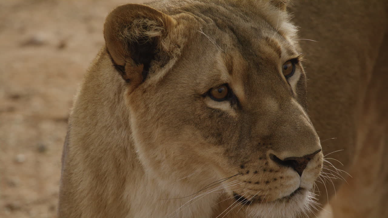 extremo primer plano de una hermosa leona