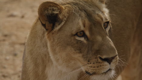 extreme close up of a beautiful lioness