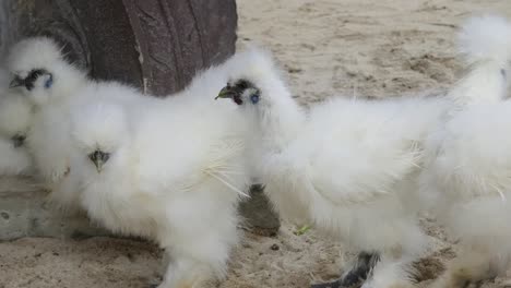 fluffy white chickens on the sand