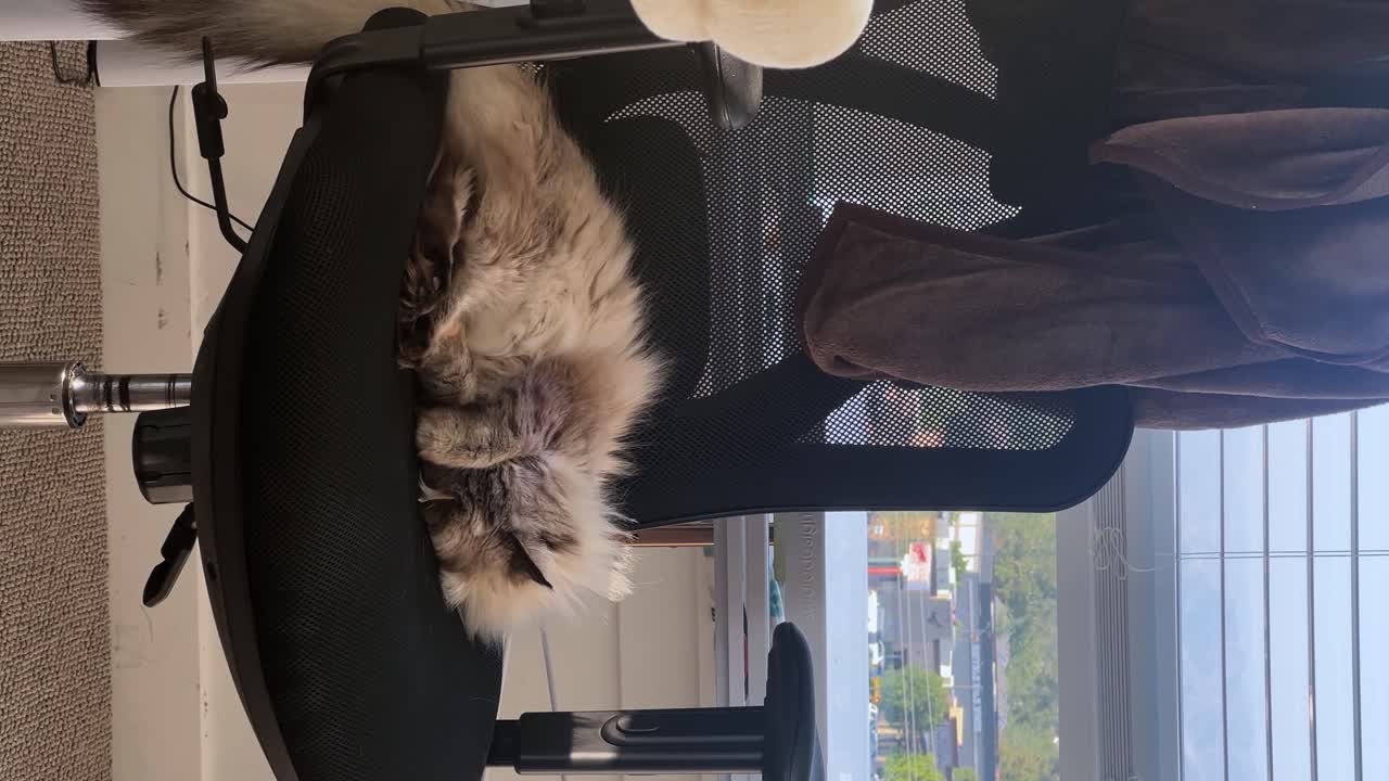 Vertical medium shot of a beautiful grey long hair adult female ragdoll cat covering it's eyes and sleeping on a black office chair in an apartment on a warm summer day