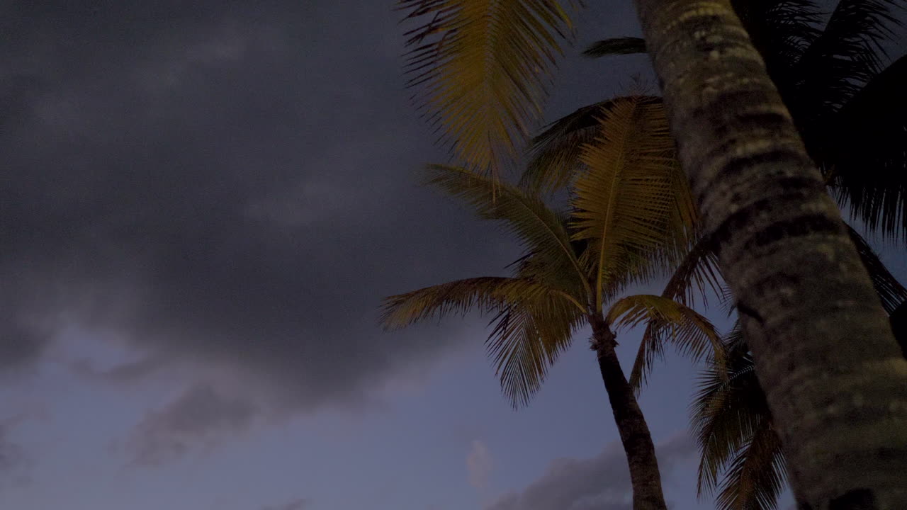 Smooth movement from palm tree to cruise ship. Evening in Mexico - Cozumel port.