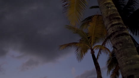Smooth movement from palm tree to cruise ship. Evening in Mexico - Cozumel port.