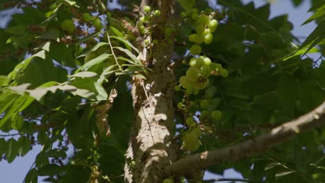 a closeup of a cluster of star gooseberry (phyllanthus acidus) fruit in the tree with sunlight