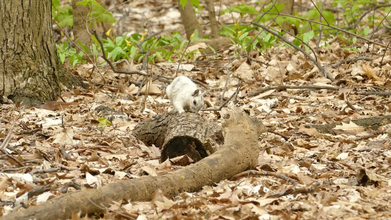 ardilla albina blanca buscando comida en el tronco del árbol en el bosque, tiro estático de la vida silvestre