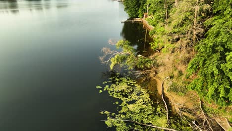 algae blooming on the marshy shore of a local lake in summer